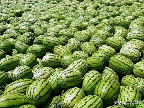 温州广东味吃瓜,一场独特的吃瓜盛宴