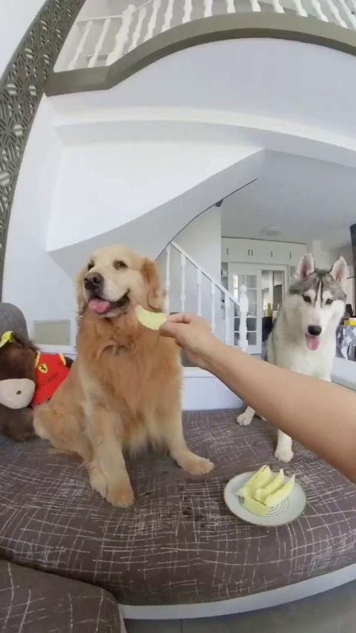狗狗与我吃瓜视频,温馨互动萌翻网友