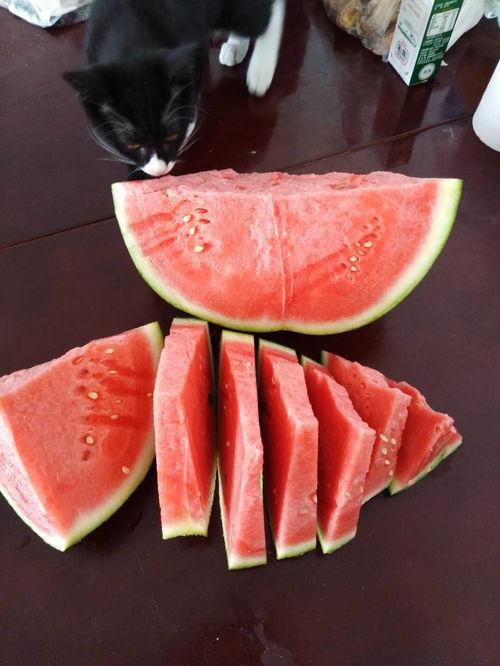 突然吃瓜怎么回复,网络热词背后的社交现象