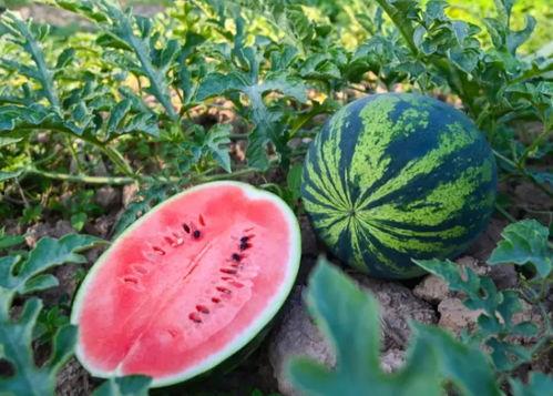 河南漫展吃瓜,一场吃瓜群众的狂欢盛宴