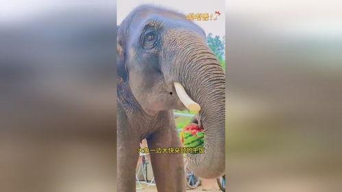 大象怎么吃瓜视频,揭秘热带雨林中的美食时光