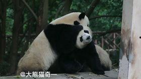 熊猫头吃瓜图片,悠闲享受夏日瓜果时光