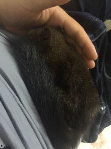 魔王松鼠吃瓜,魔王松鼠的奇幻瓜园冒险记