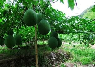 吃吊瓜有什么坏处,吊瓜食用不当的潜在风险与注意事项