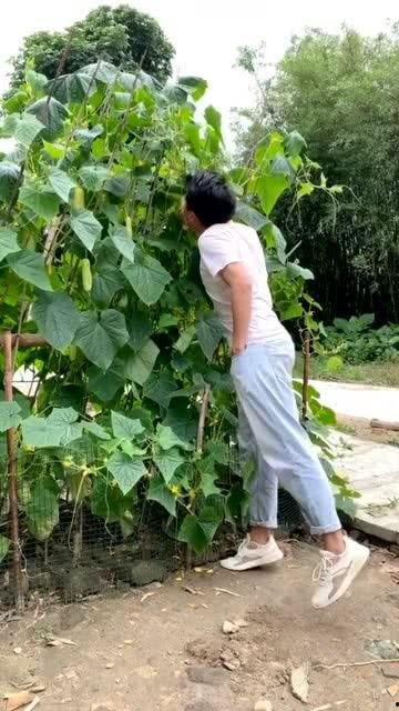 时念念吃瓜,揭秘娱乐圈背后的那些事儿