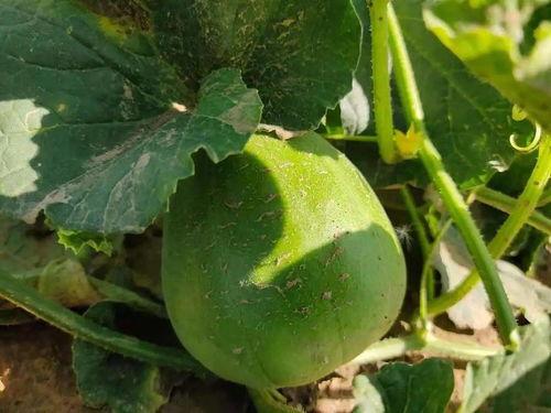 郑州吃瓜打卡,吃瓜打卡，探寻地道的郑州味蕾之旅